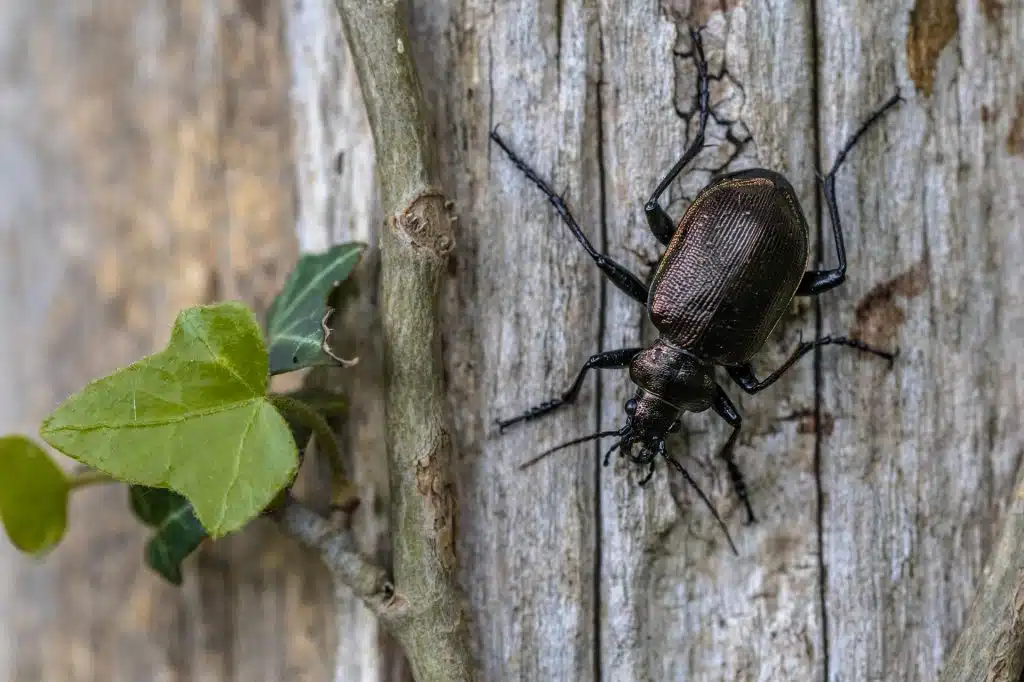 insecte xylophage